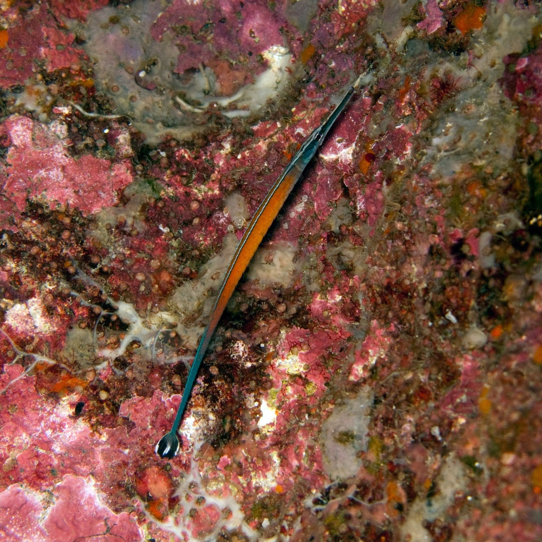 Doryrhamphus janssi - Jansis Seenadel