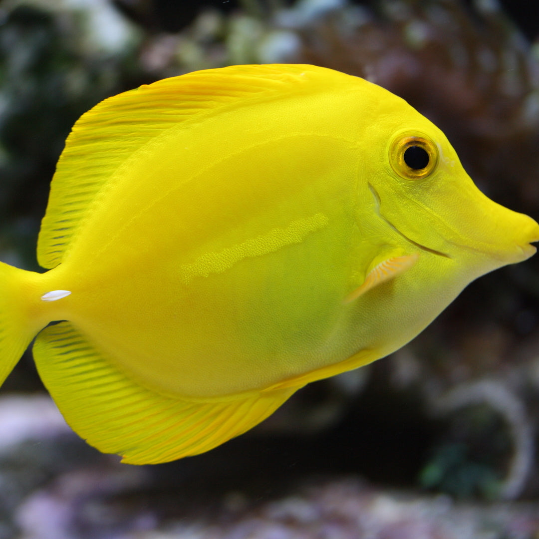 Zitronenflossen Doktorfisch Hawaii - Zebrasoma flavescens