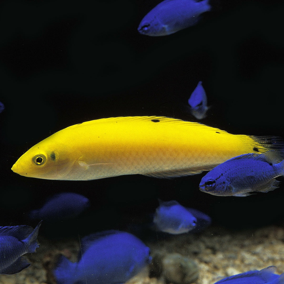 Halichoeres leucoxanthus Indischer Kanarien-Lippfisch