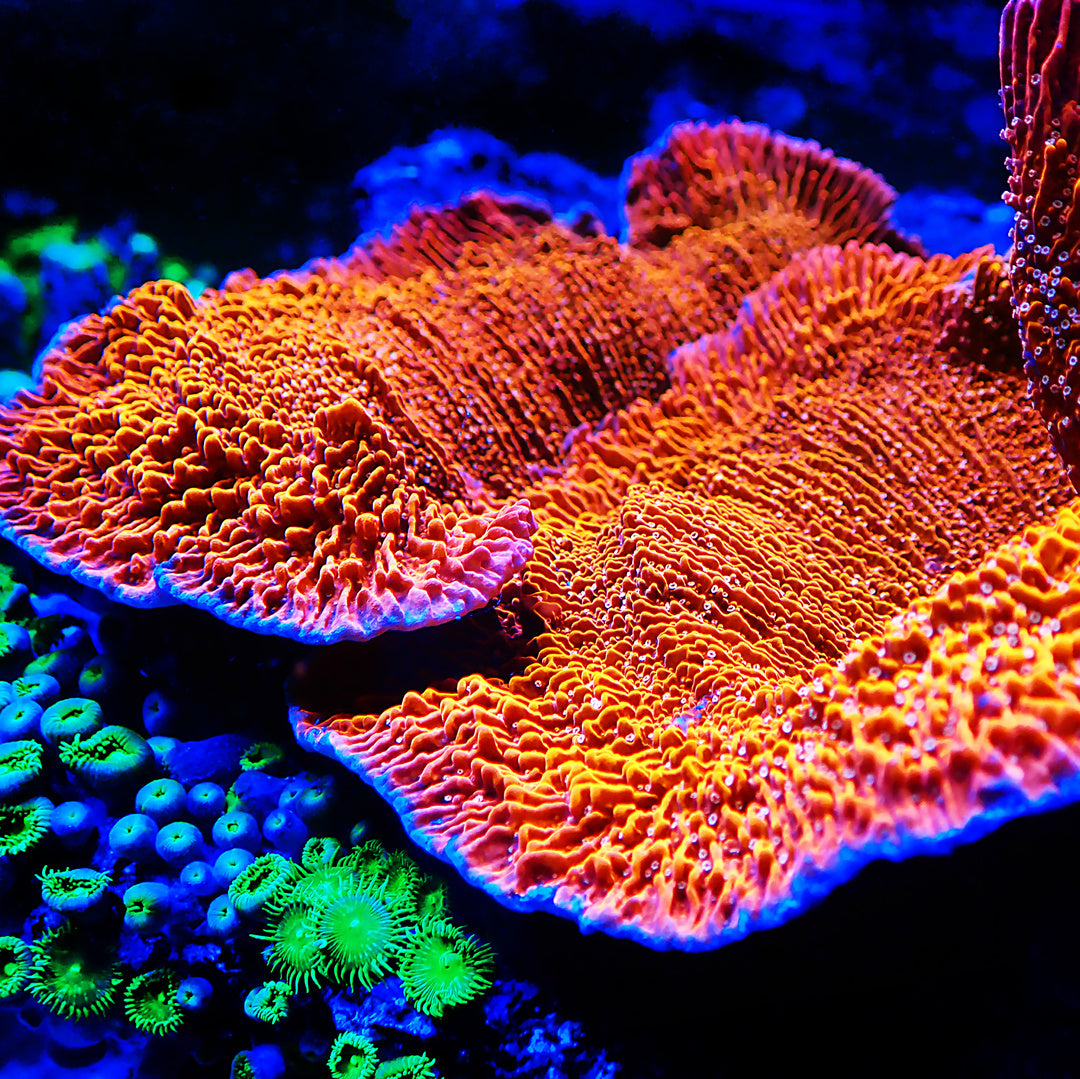 Montipora foliosa - Red Monti - Platte