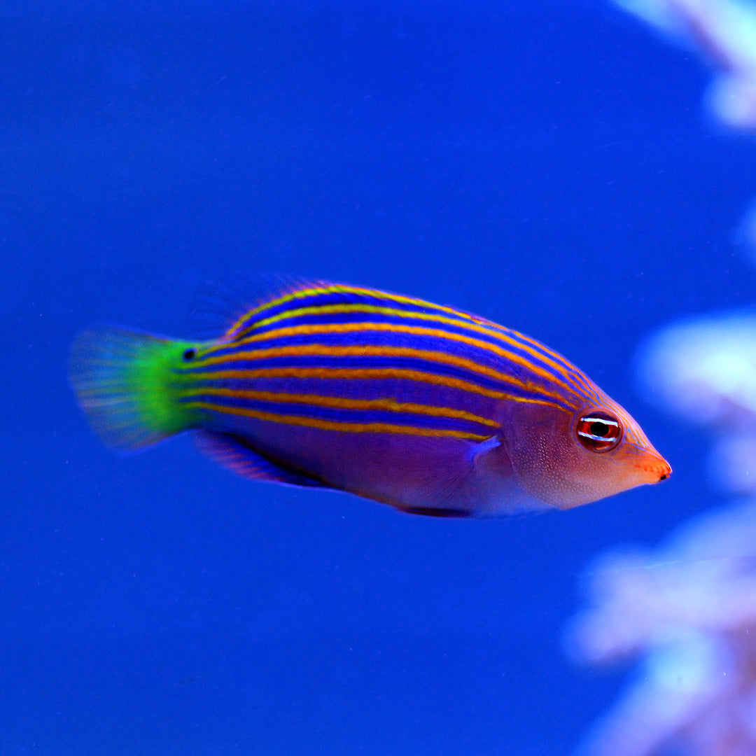 Pseudocheilinus hexataenia - Sechsstreifen Lippfisch