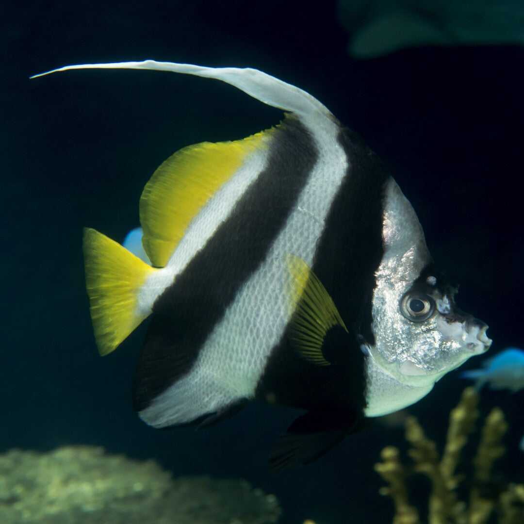 Schwarm Wimpelfisch - Heniochus diphreutes