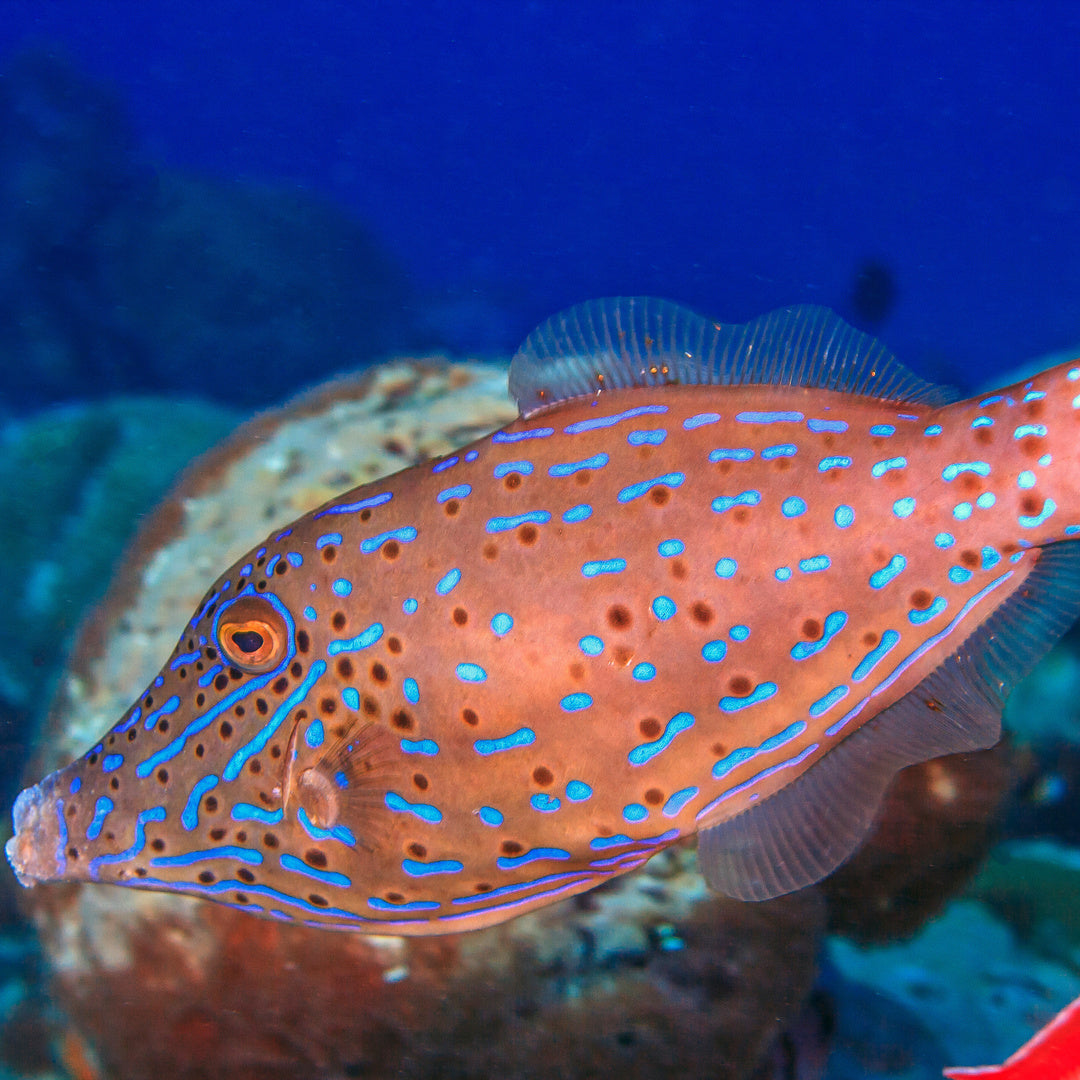 Aluterus scriptus - Schrift-Feilenfisch