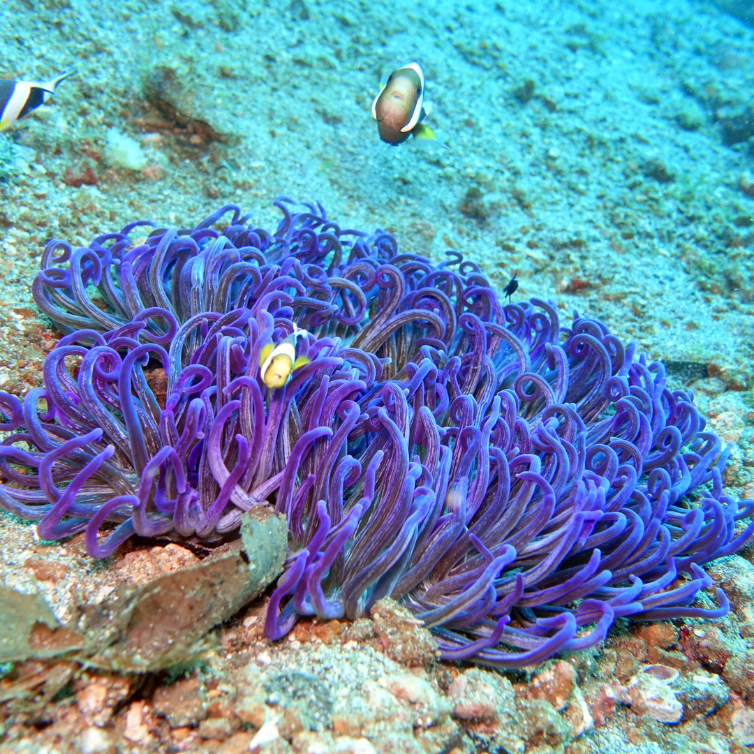 Macrodactyla doreensis - Korkenzieher-Anemone Lila leuchtend