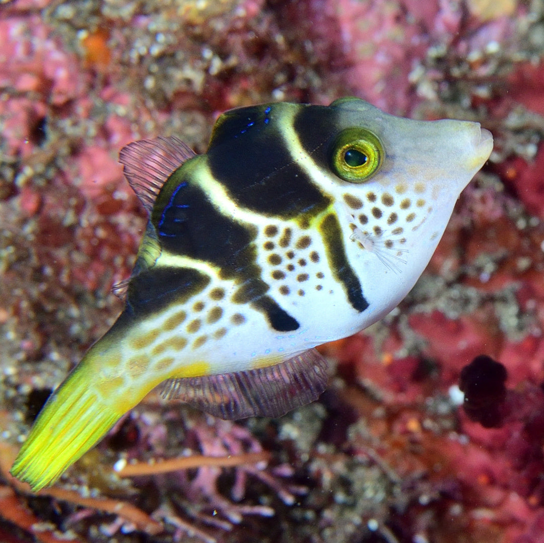 Paraluteres prionurus - Schwarzsattel Feilenfisch