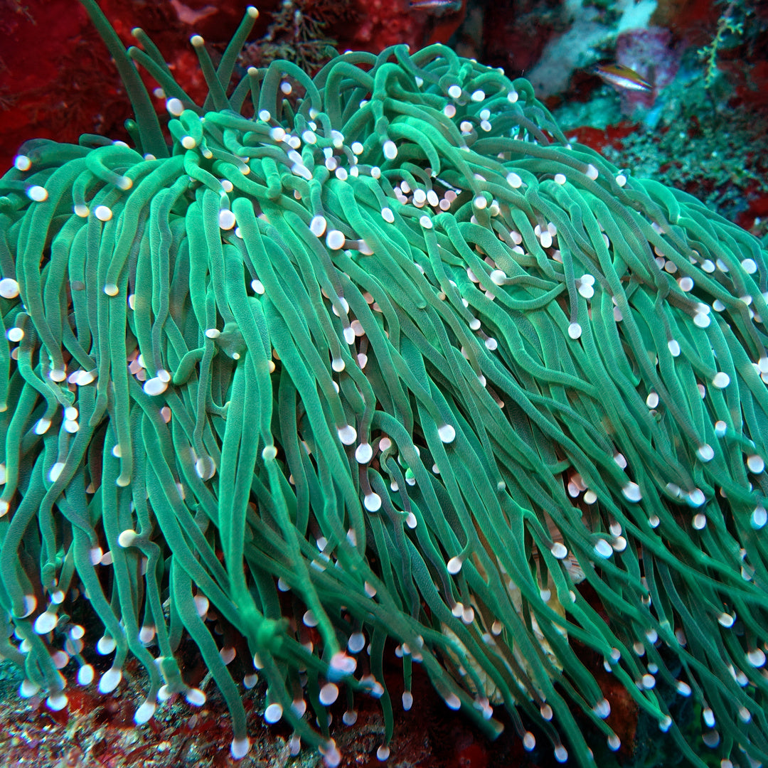 Heliofungia actiniformis - Grün