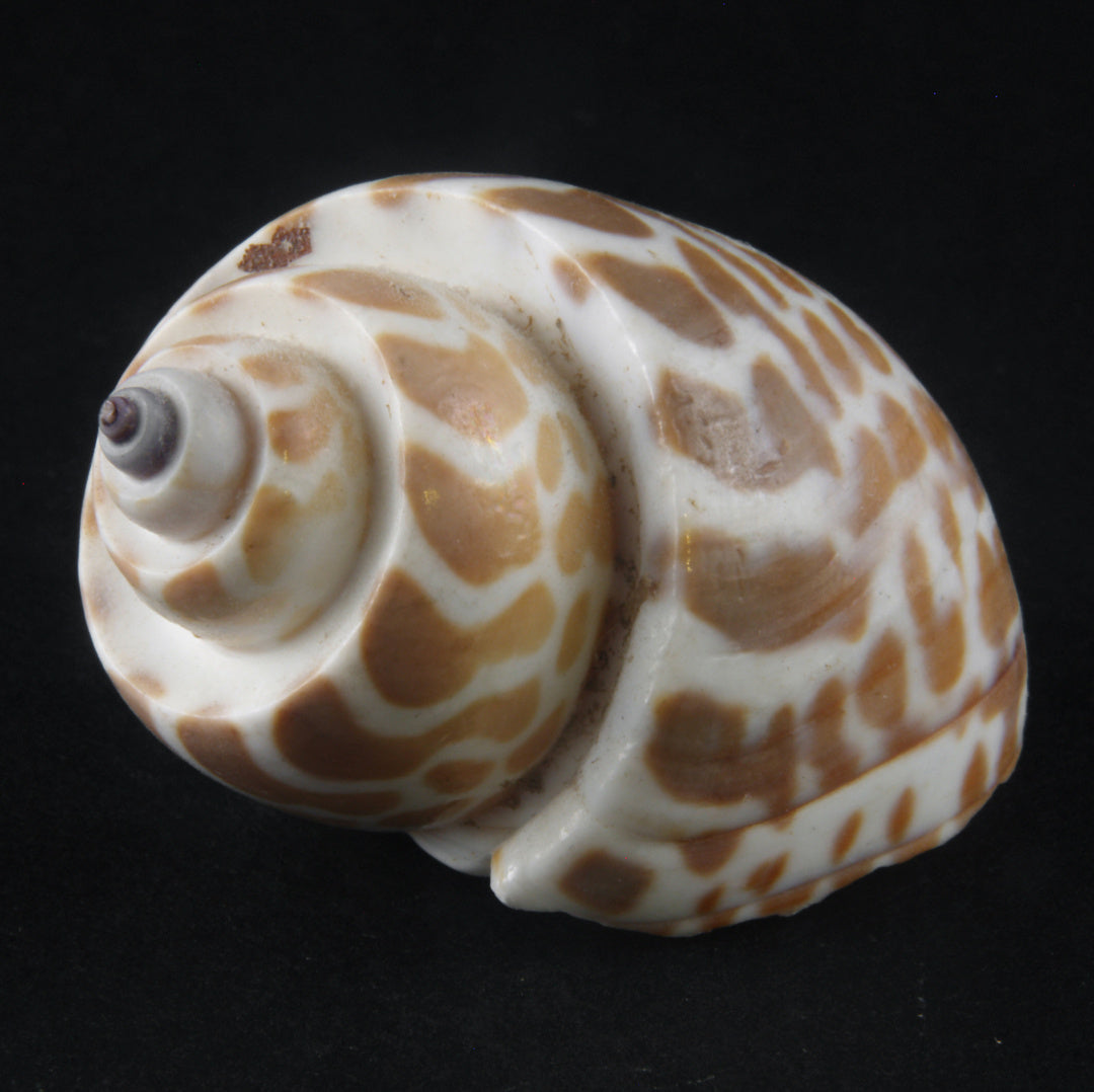 Babylonia Schnecke - Babylonia zeylanica