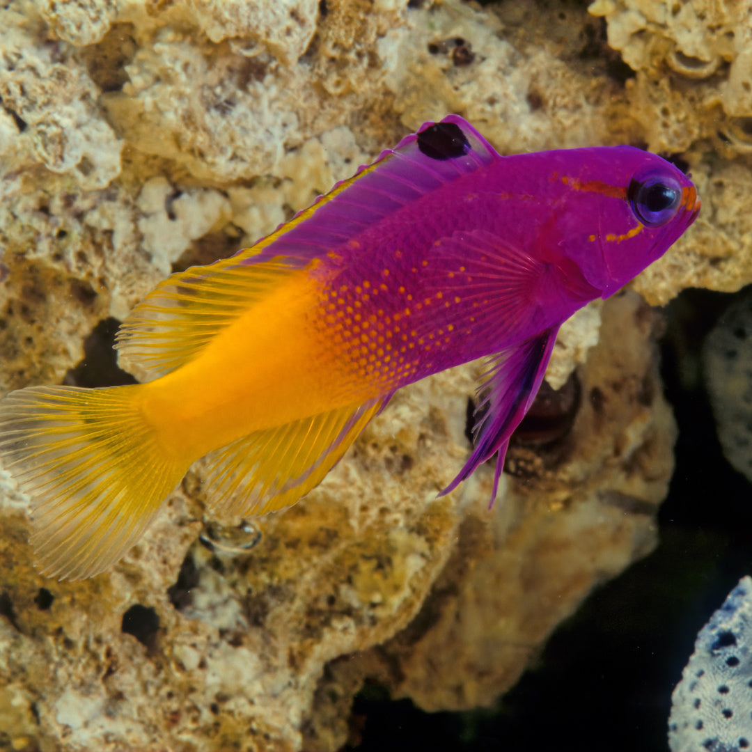 Gramma Loreto - Königsfeenbarsch