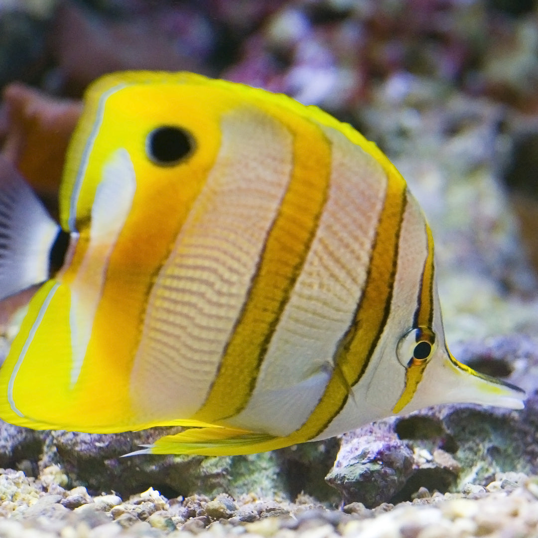 Kupferstreifen Pinzettfisch - Chelmon rostratus