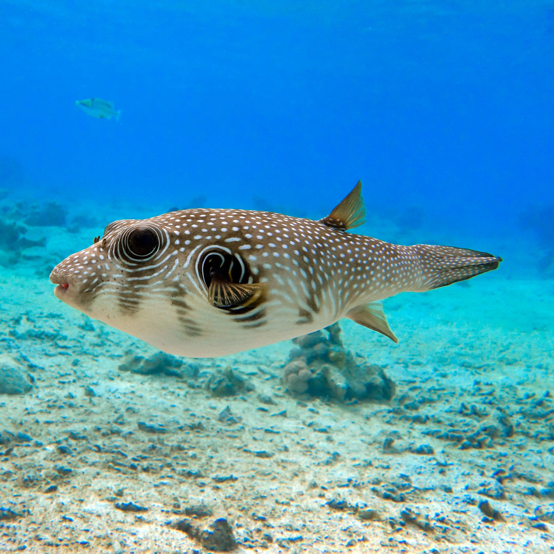 Arothron hispidus - Weißflecken Kugelfisch