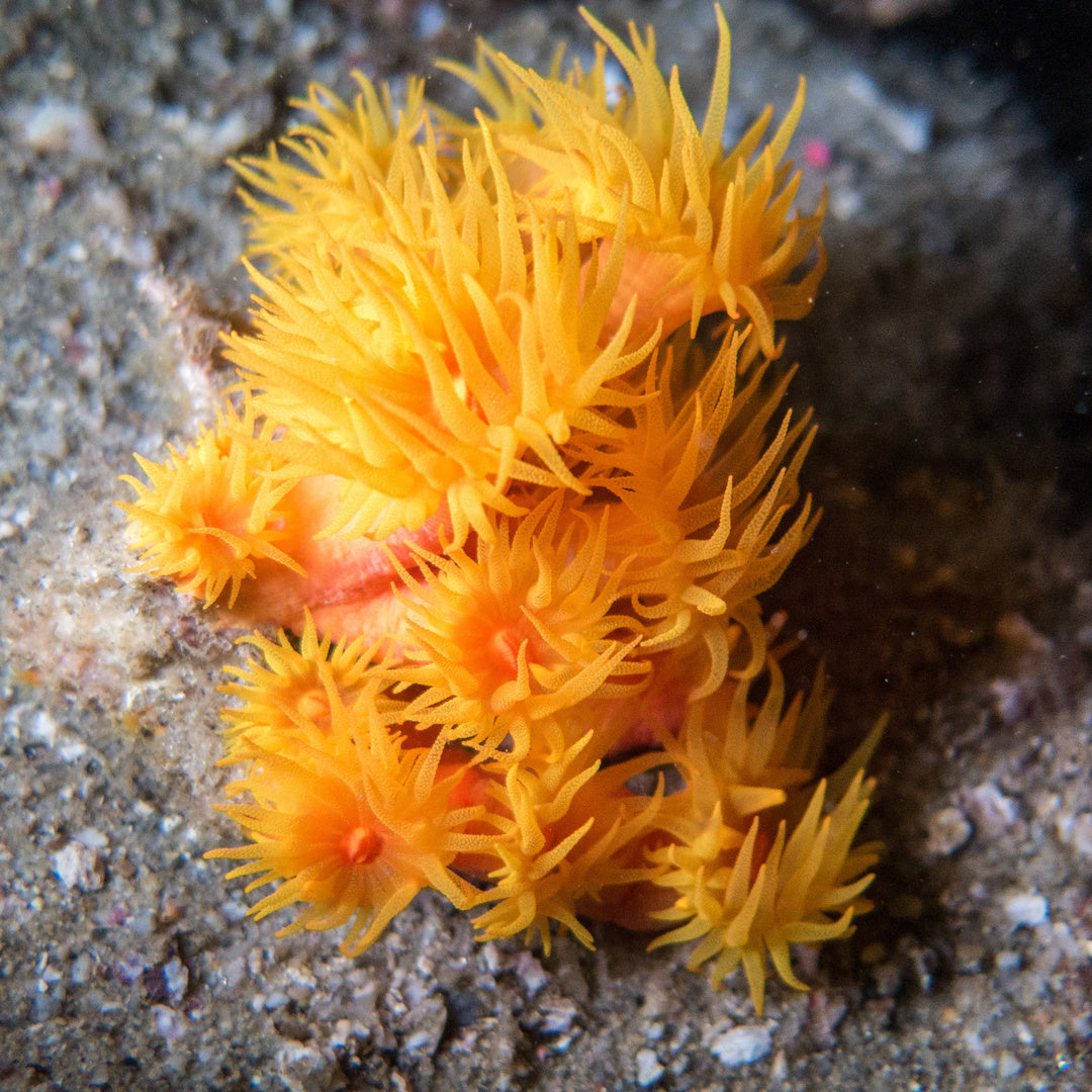 Tubastrea Faulkneri - Sonnenkoralle orange