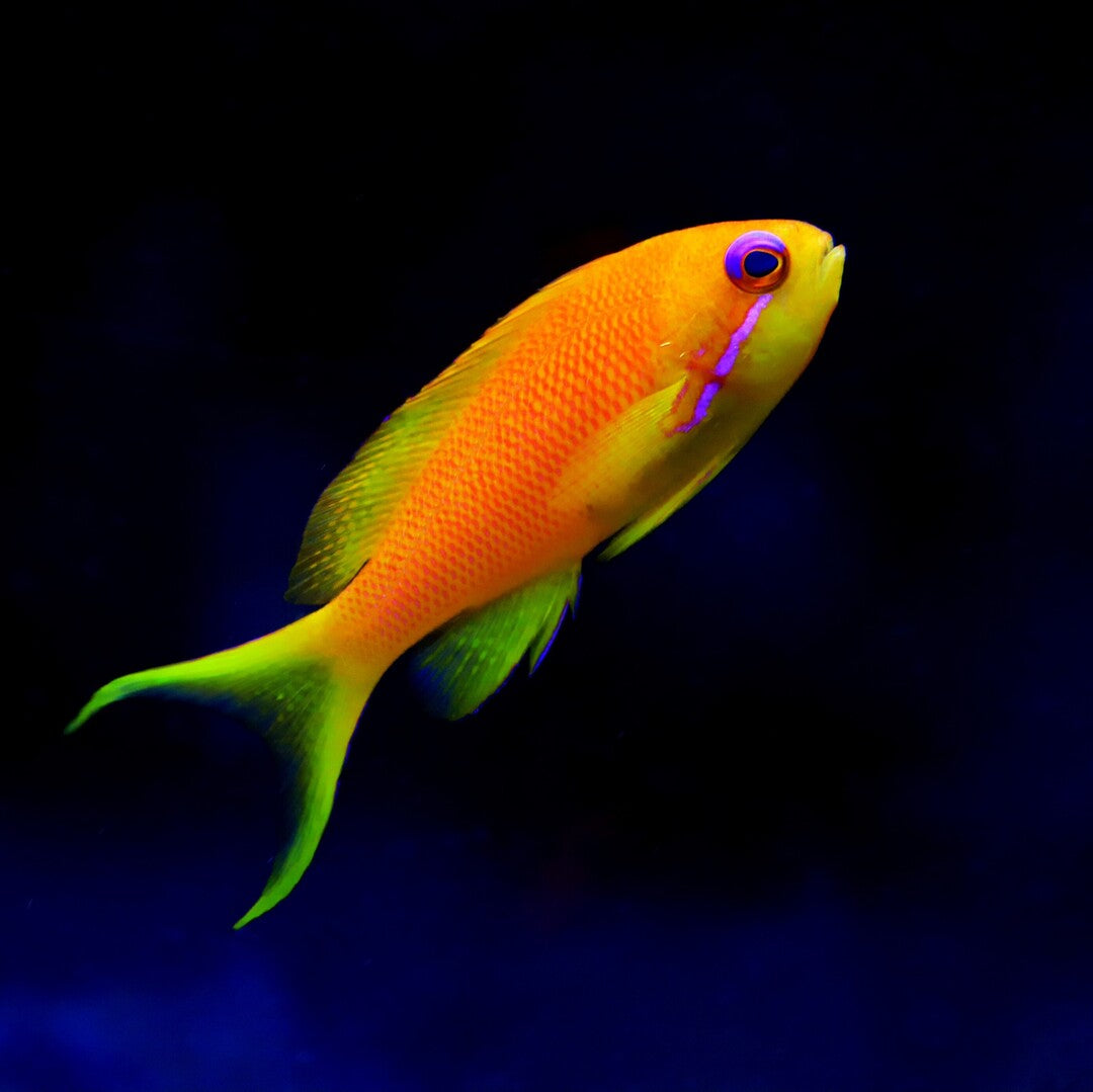 Juwelen Fahnenbarsch - Pseudanthias squamipinnis - weibchen