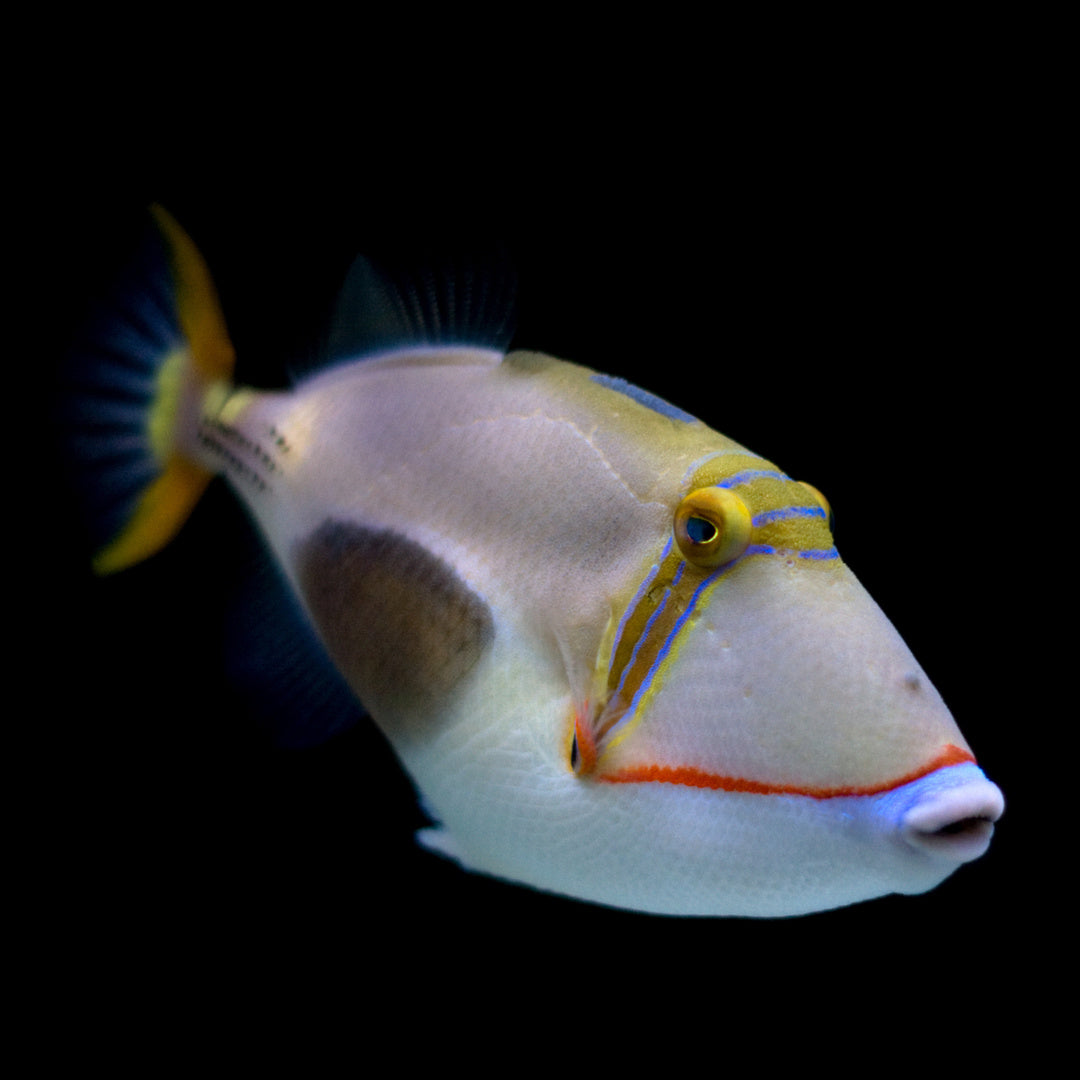 Rhinecanthus verrucosus - Bauchfleck-Drückerfisch