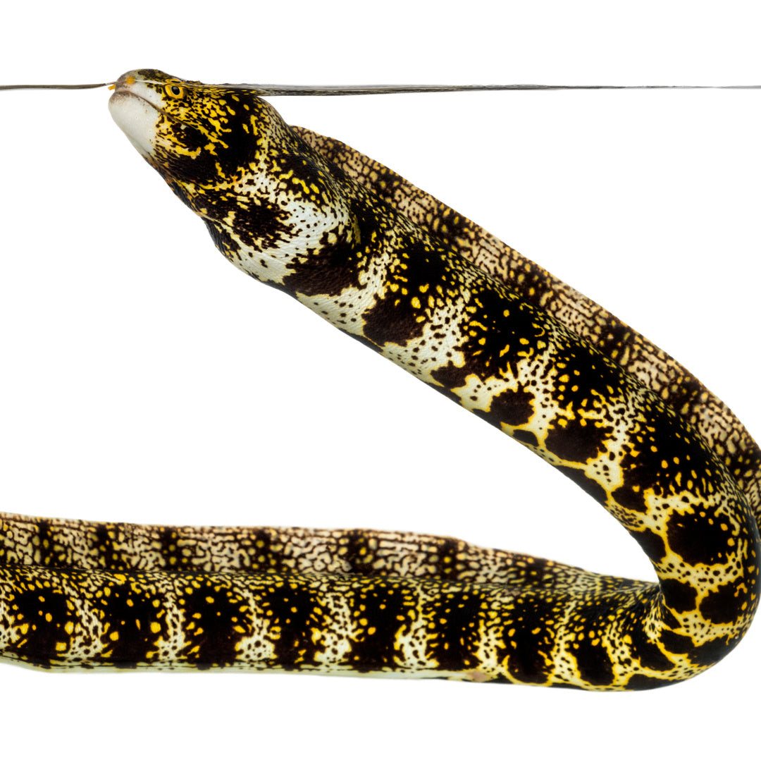 Ringel Muräne - Echidna polyzona