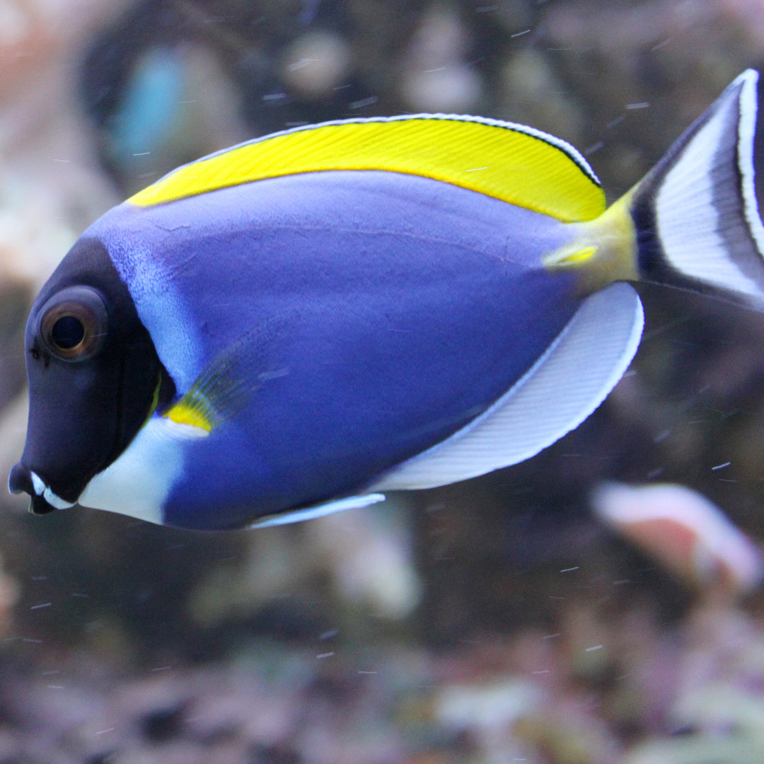 Acanthurus leucosternon - Weißkehl Doktorfisch