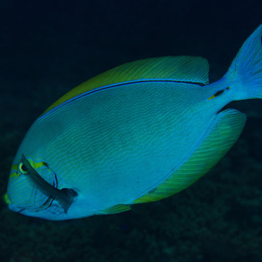 Acanthurus mata - Augenfleck-Doktorfisch