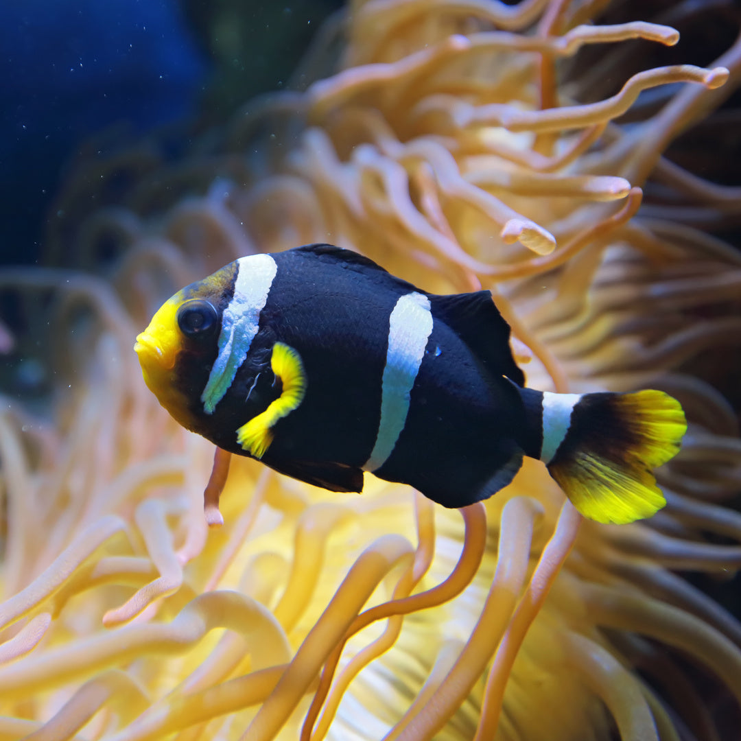 Amphiprion polymnus - Nachzucht