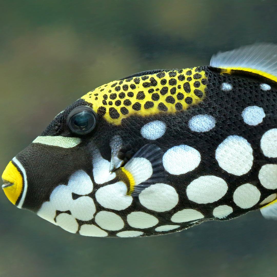 Leopard Drückerfisch - Balistoides conspicillum