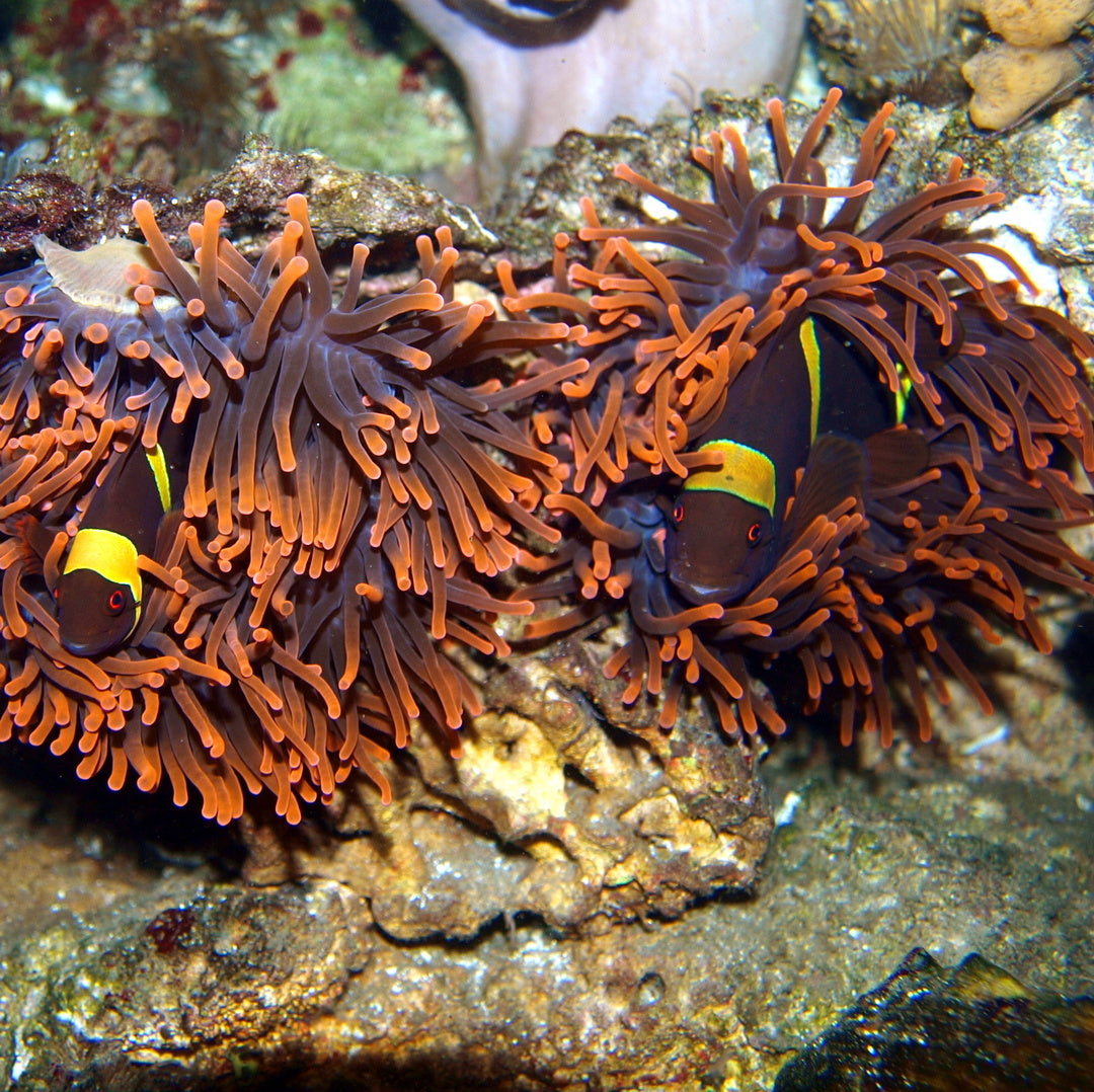 Kupferanemone - Anemone - Rot Leuchtend