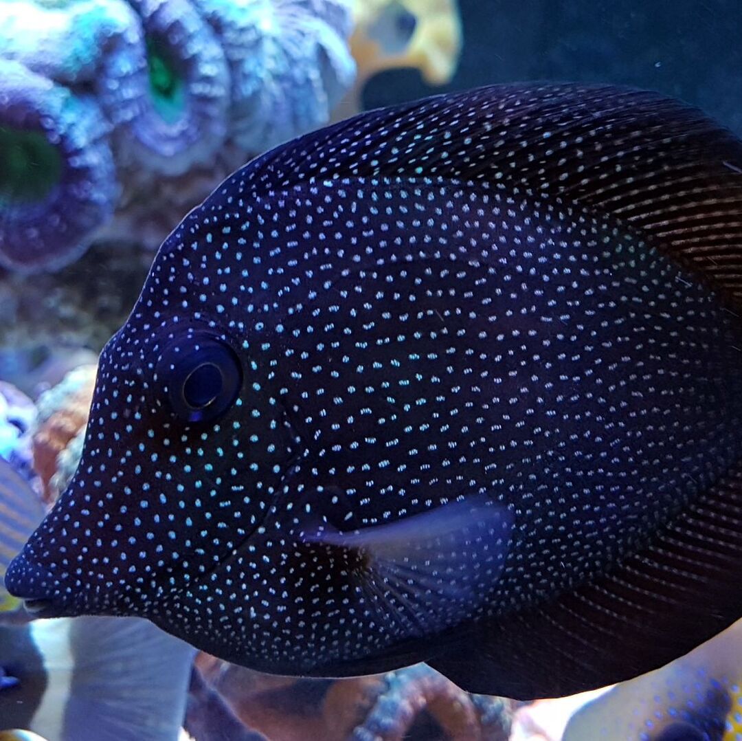 Mauritius Segelflossen Doktor - Zebrasoma Gemmatum
