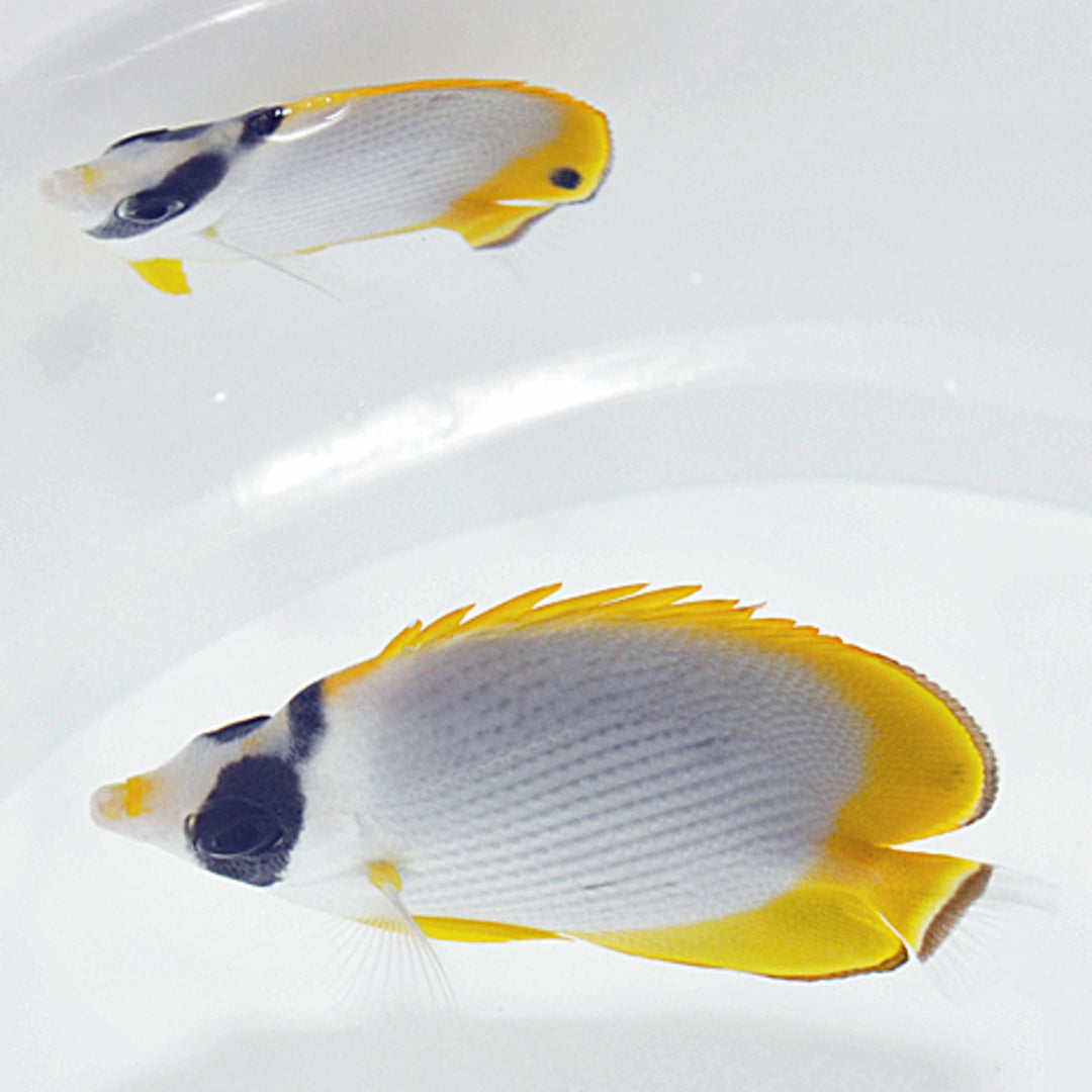 Panda Falterfisch - Chaetodon adiergastos