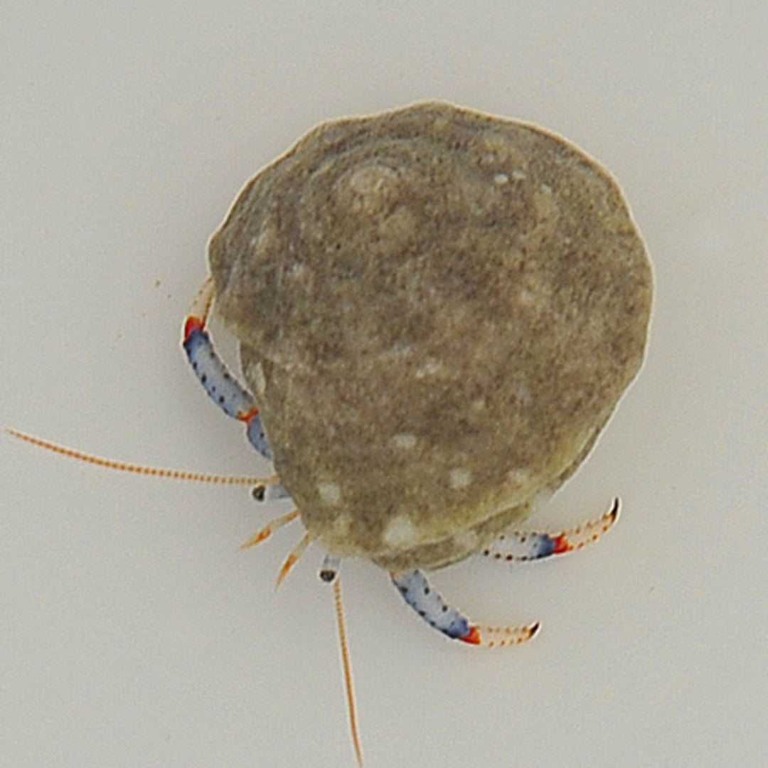 Clibanarius tricolor - Blaubein Einsiedlerkrebs