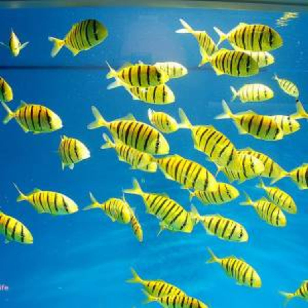 Gnathanodon speciosus - Gold Makrele