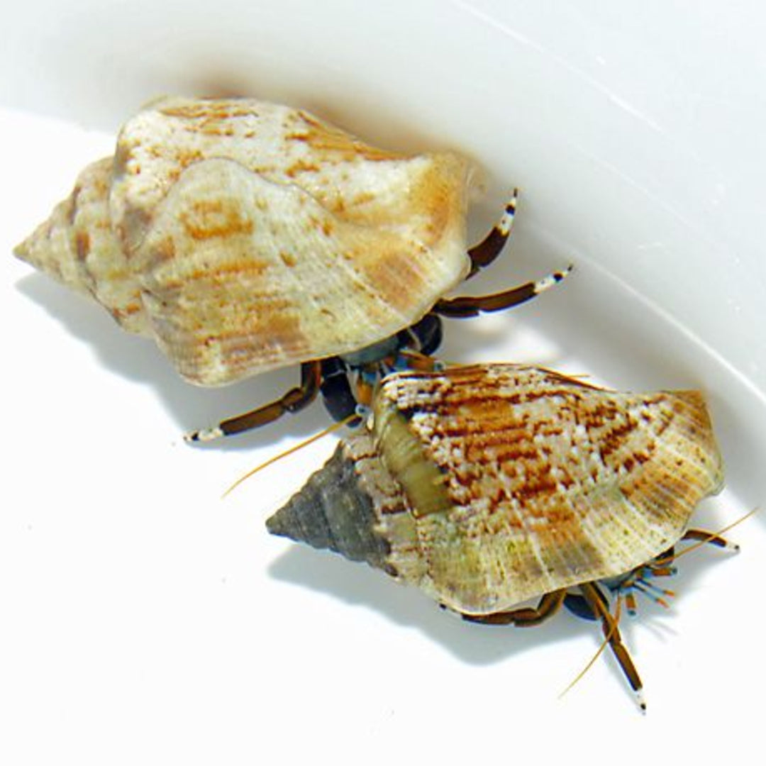 Hermit Einsiedlerkrebs