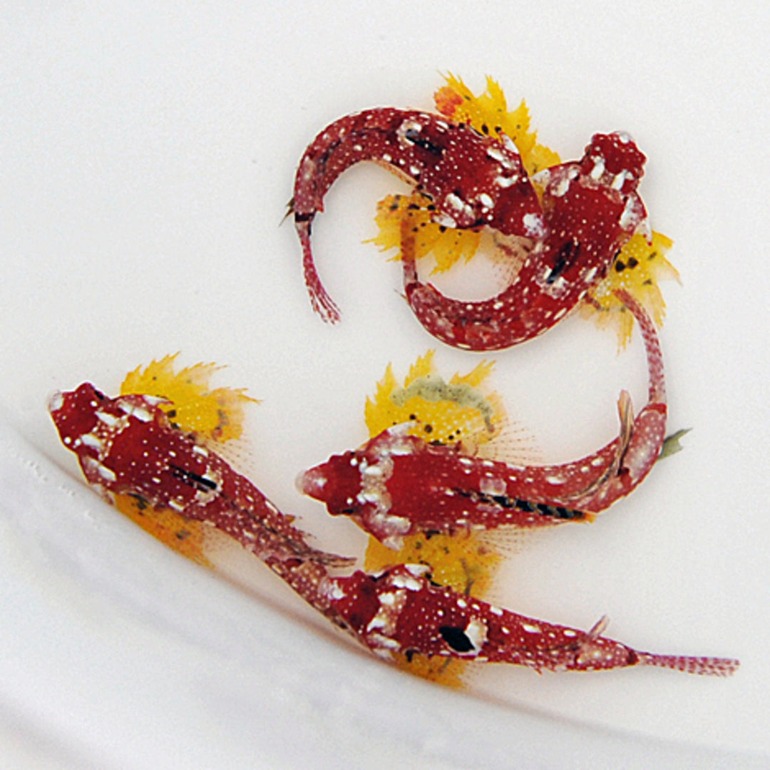 Synchiropus sycorax - Leierfisch - Männchen