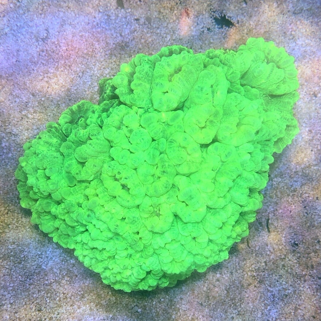 Flötenkoralle - Caulastraea curvata ultra