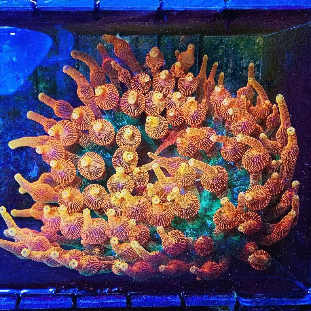 Entacmaea quadricolor - Sunburst