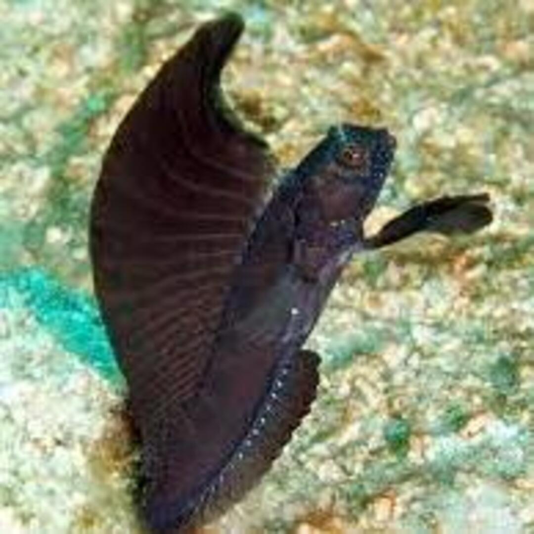 Emblemaria pandionis - Segelflossen Blenny