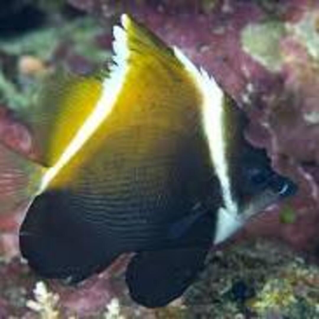 Heniochus varius - Schwarzer Wimpelfisch