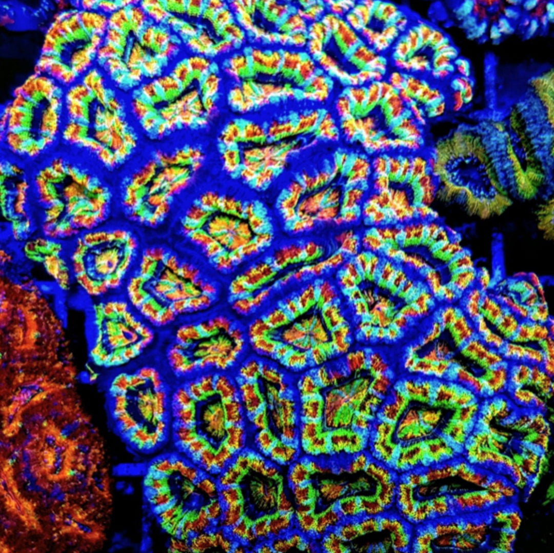 Acanthastrea lordhowensis ULTRA Rainbow
