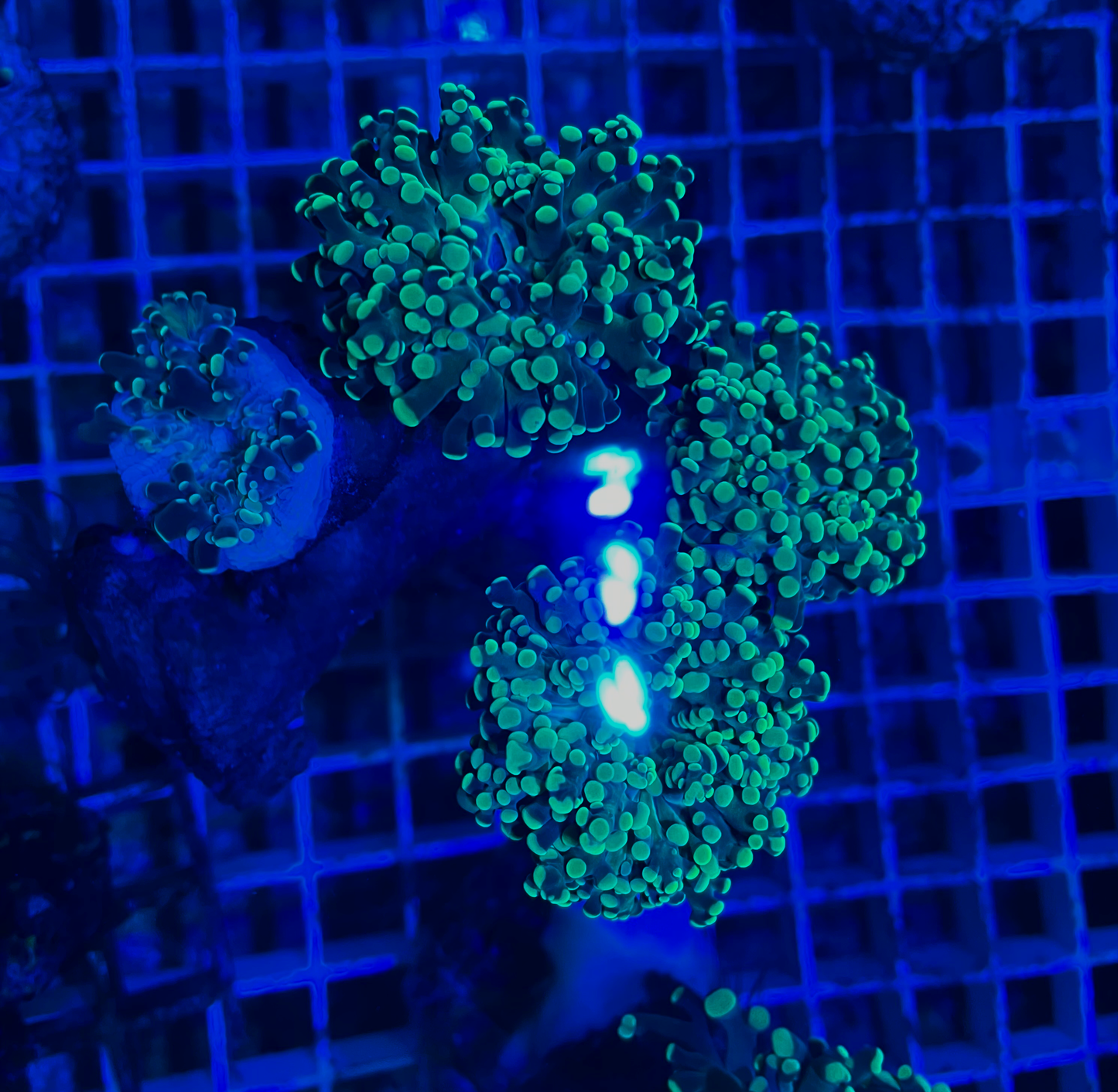 Euphyllia Paradivisa Premium 4 Köpfe