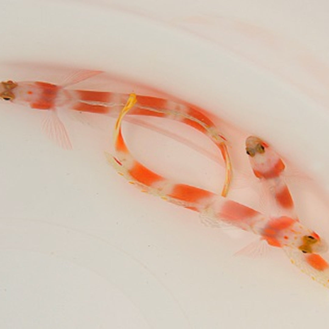 Amblyeleotris aurora - Aurora Partnergrundel