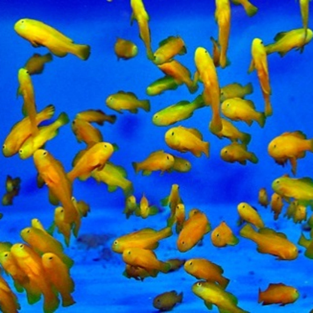 Gobiodon okinawae - Gelbe Korallengrundel