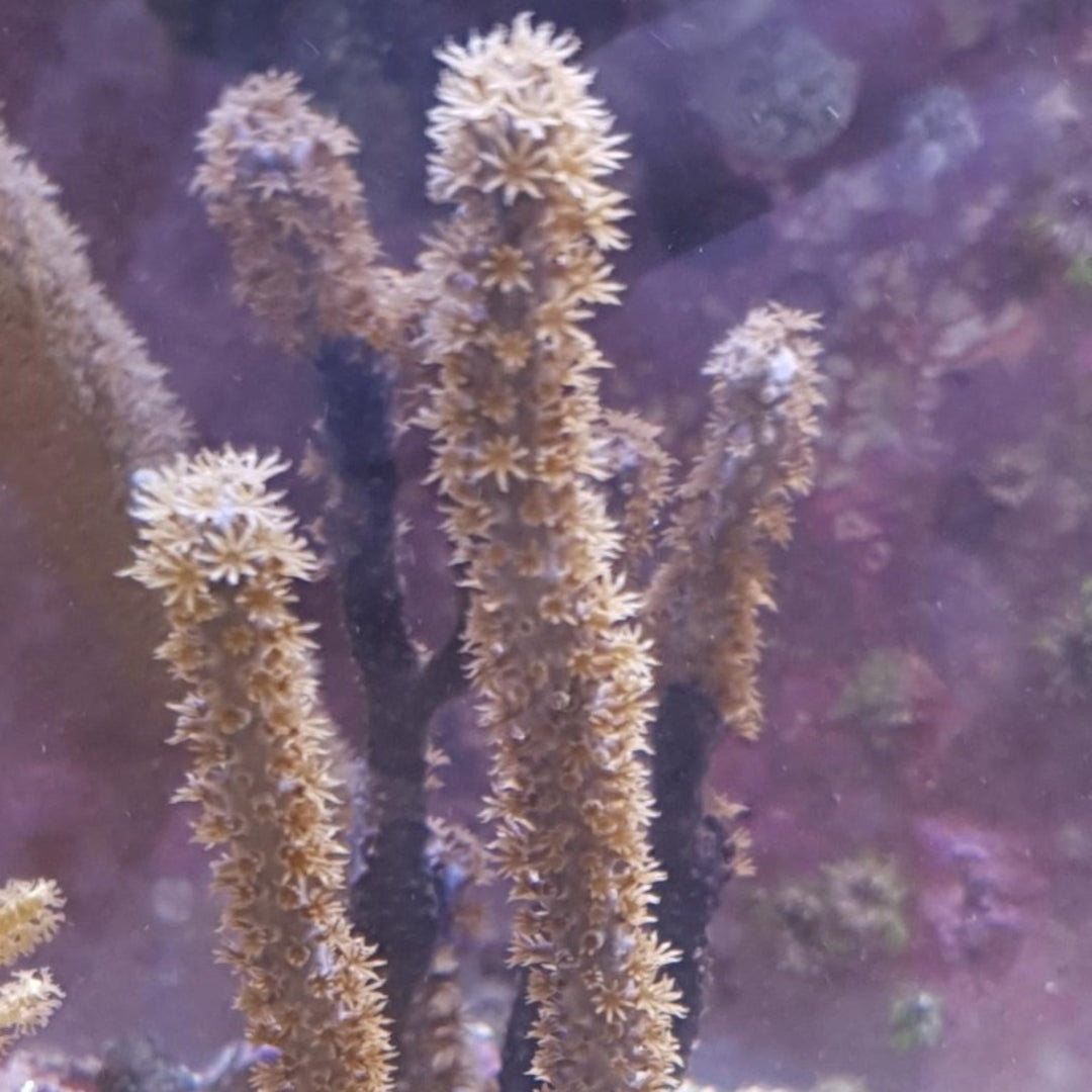 Muricea elongata - Karibische Hornkoralle (Gorgonie)