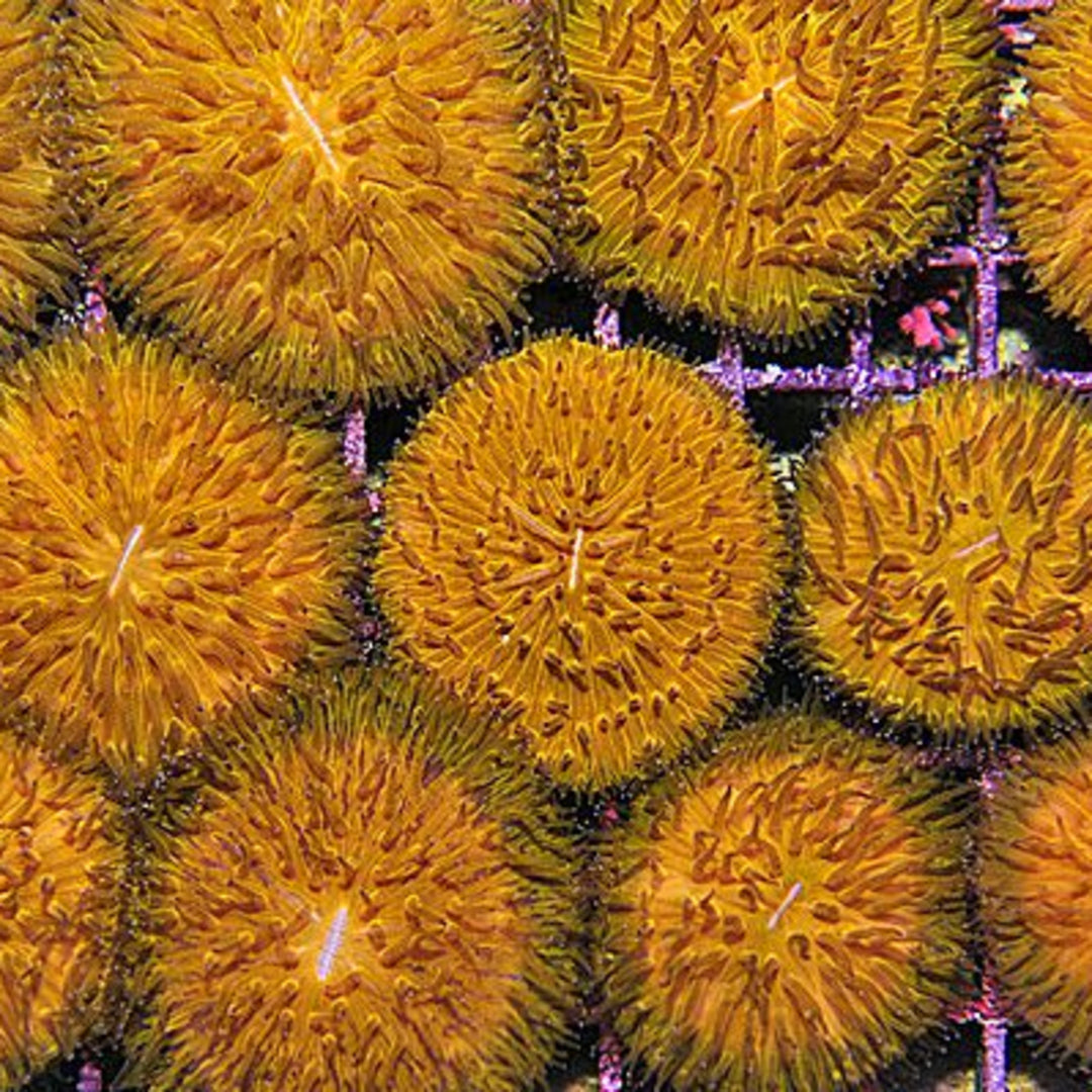 Cycloseris - Kniescheibenkoralle - orange premium