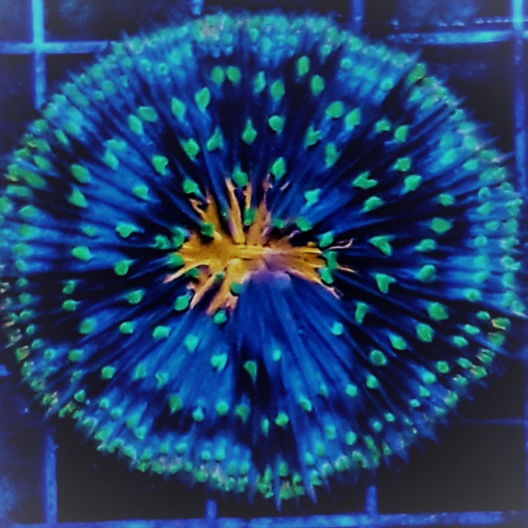 Cycloseris - Kniescheibenkoralle - Premium