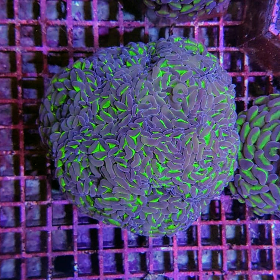 Euphyllia Ancora Zweifarbig