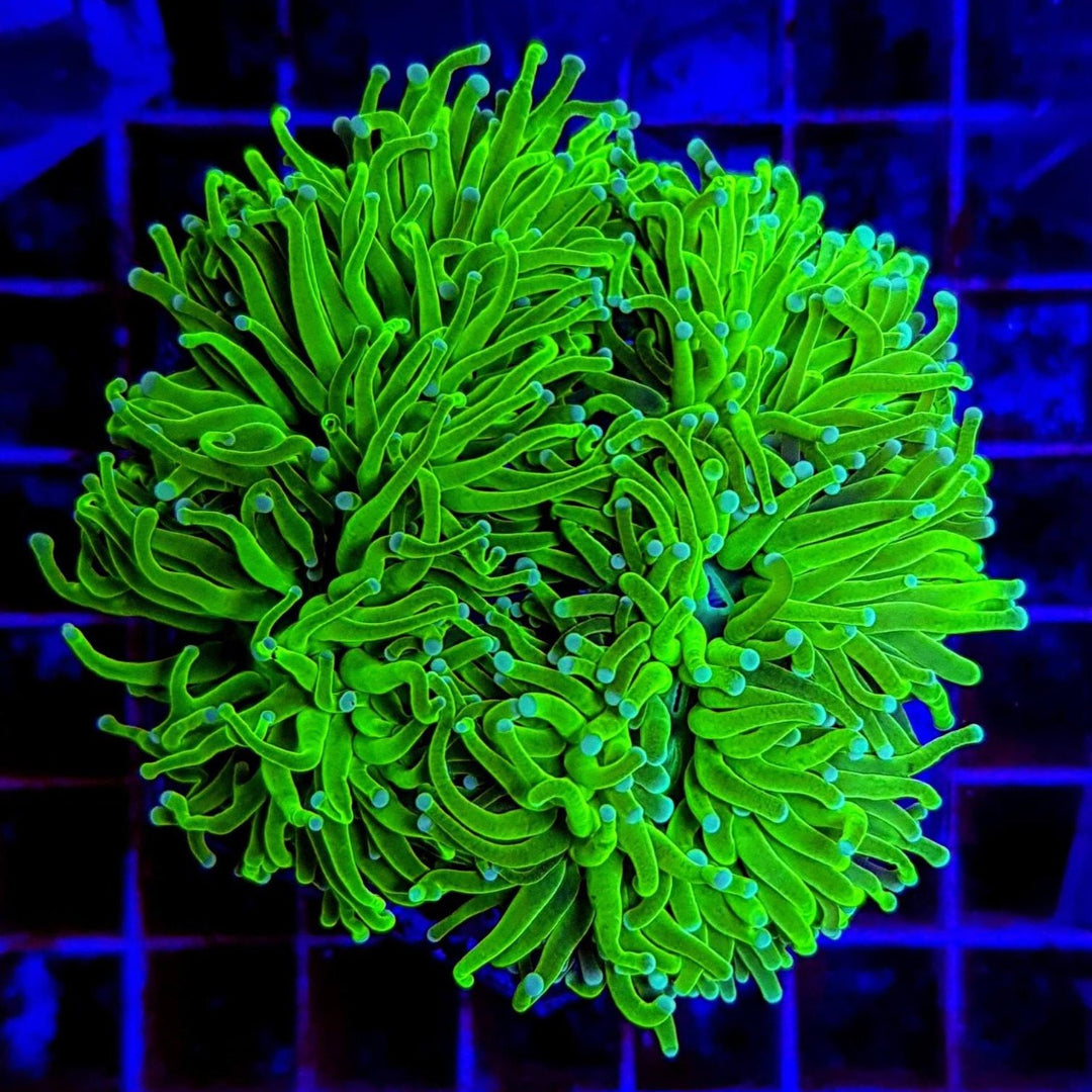 Euphyllia glabrescens Toxic Green
