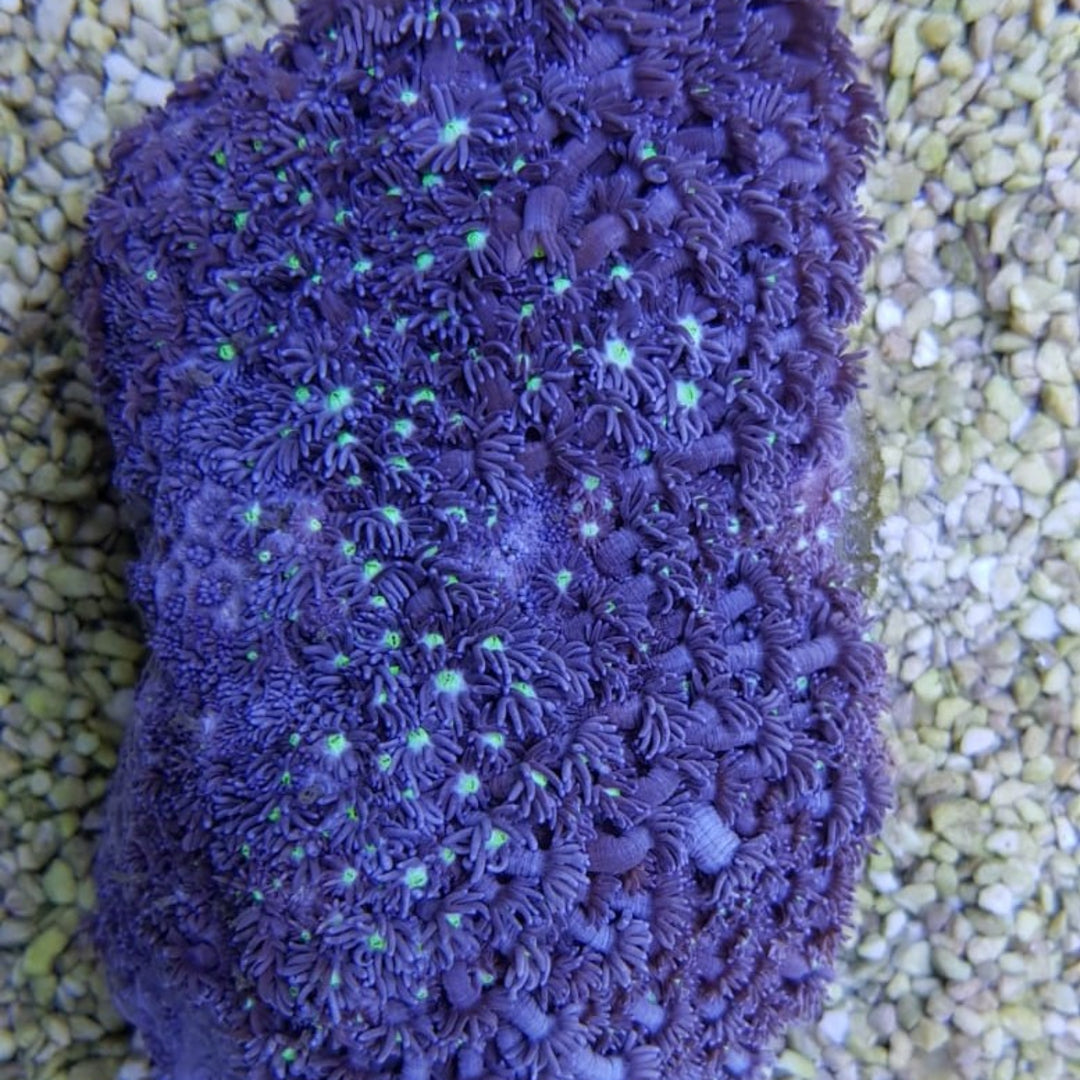 Goniopora Blau Premium