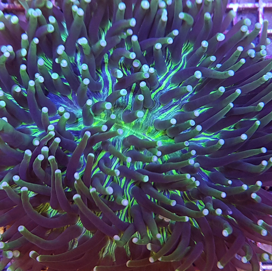 Heliofungia actiniformis Ultra