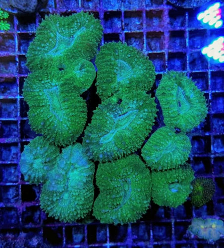 Lobophyllia Grün