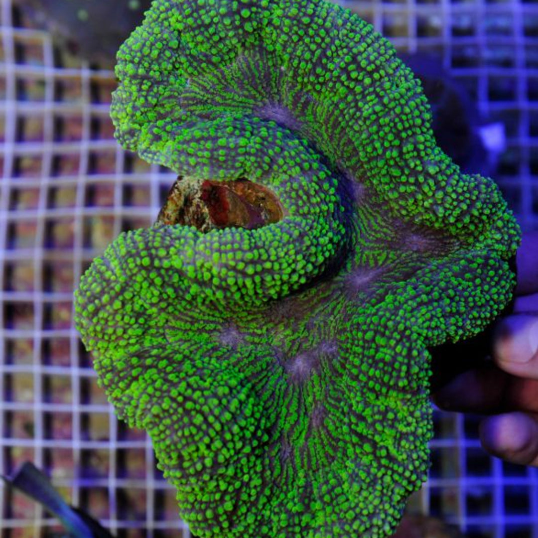 Lobophyllia Grün Premium