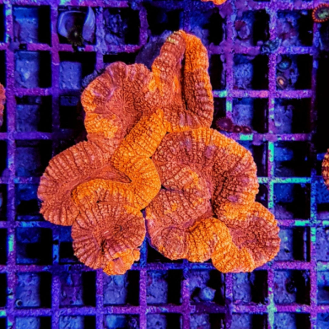 Lobophyllia Orange/Rot Premium