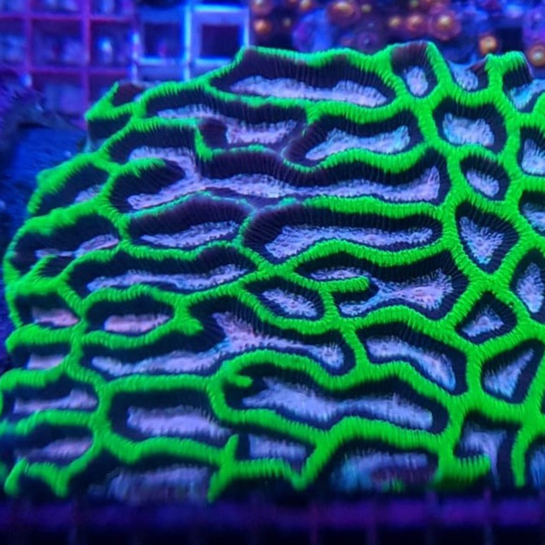 Platygyra (Premium) - Hirnkoralle