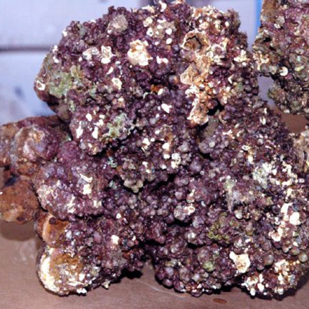 frisches Lebendgestein Indonesien