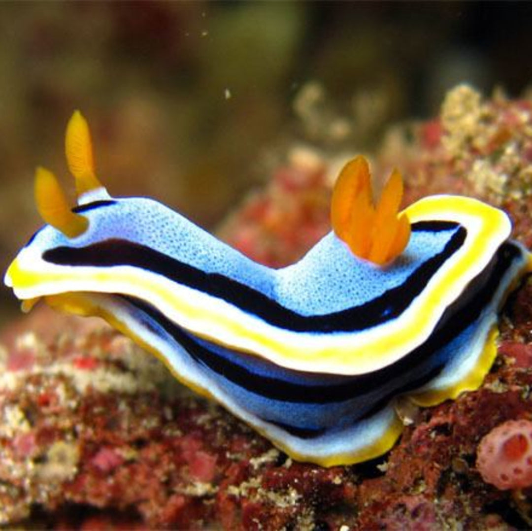 Chromodoris annae - Anna's Nacktschnecke